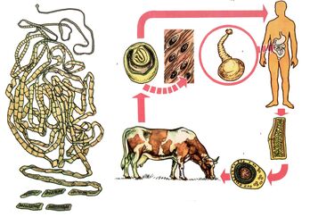 Für einen sehr häufigen Helminthen, einen Rinderbandwurm, dient eine Kuh als Zwischenwirt, und eine Person ist die letzte. 