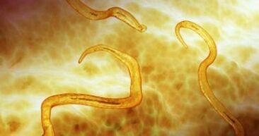 Madenwurmparasiten im menschlichen Körper