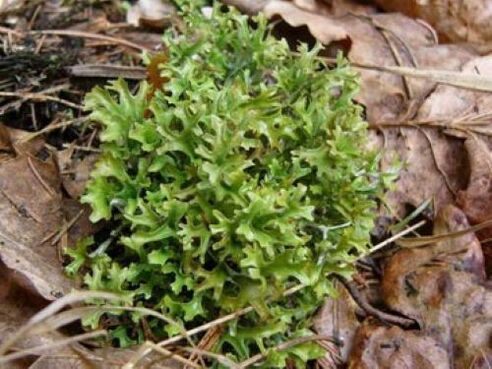 Cetrarien durch Parasiten im Körper