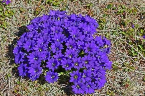 Fieberwurzel von Parasiten im Körper