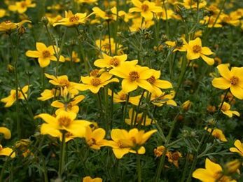 eine Reihe von Parasiten im Körper