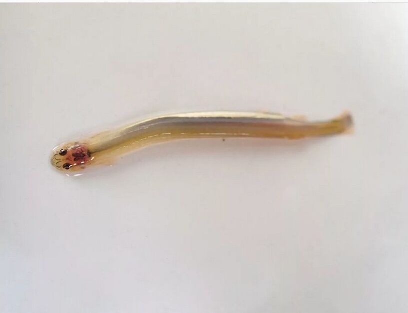 Wandellia schnurrte - ein gefährlicher parasitärer Fisch