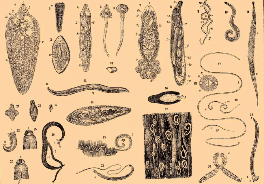 Arten von Würmern, die im Körper leben